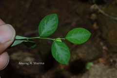 Sauropus quadrangularis